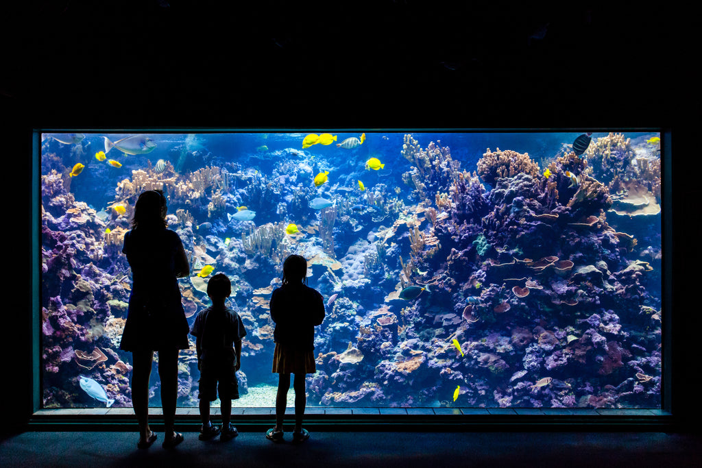 The Magical World of Aquariums: A Perfect Hobby for Families with Kids