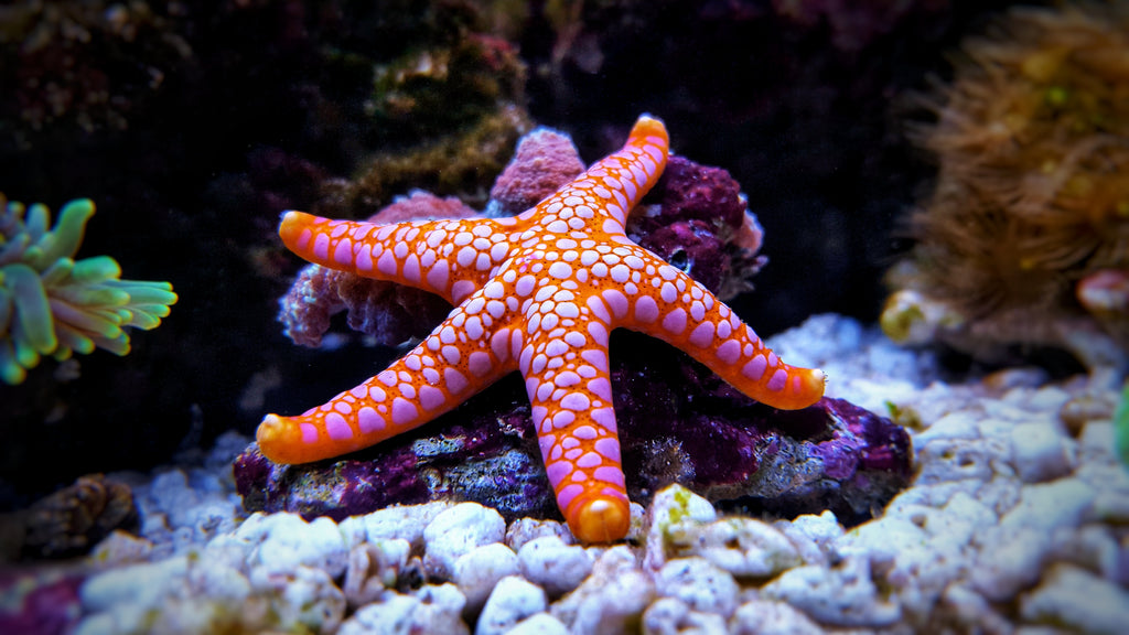 Linka Starfish on a piece of coralline covered live rock in an aquarium