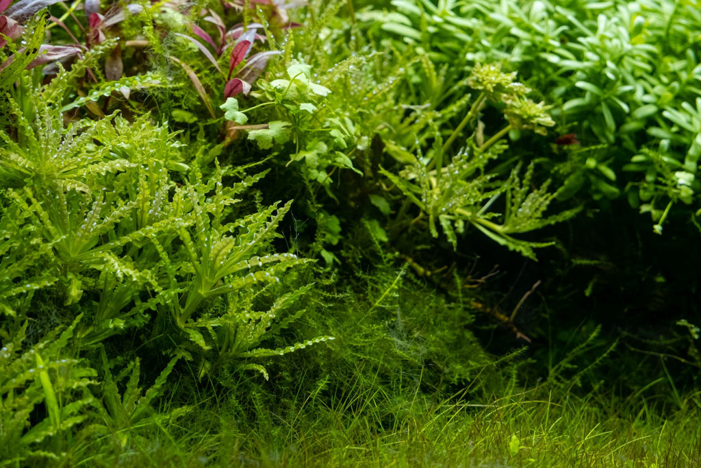 Planted freshwater aquarium with dwarf hairgrass, bacopa, and downoi aquatic plants